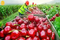 (ویدئو) چگونه کشاورزان اهل شیلی، صدها تن گیلاس را برداشت می‌کنند؟