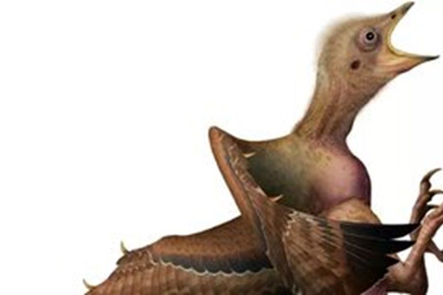 کهربایی که راز نجات پرندگان از انقراض دسته جمعی دایناسورها را فاش کرد