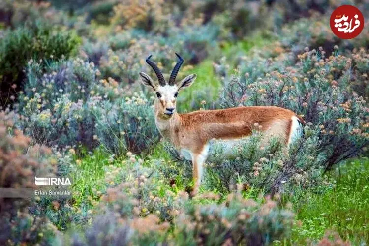دست‌های کُشنده؛ آغاز یک پایان تلخ