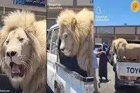 (ویدئو) جنجال یک شیر نر عظیم الجثه پشت وانت!