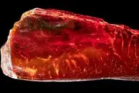 «مورچۀ 40 میلیون ساله» در کهربای متعلق به «گوته» پیدا شد