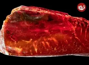 «مورچۀ 40 میلیون ساله» در کهربای متعلق به «گوته» پیدا شد