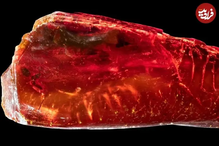 «مورچۀ 40 میلیون ساله» در کهربای متعلق به «گوته» پیدا شد