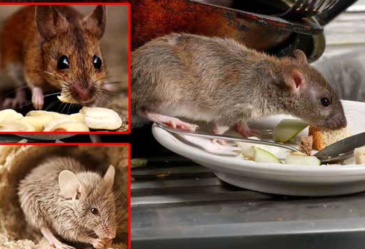 (ویدئو) رژه موش‌های چندش‌آور در یخچال یک ساندویچی