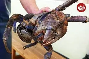 ببینید| غذای خیابانی در ژاپن؛ تهیه غذاهای سنتی با خرچنگ نارگیل غول پیکر در اوکیناوا