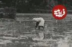 عکس| سفر زمان؛ زنان گیلانی در حال کار در یک «شالیزار»؛ 80 سال قبل