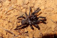 عنکبوت رکوردشکنی که در کمال شگفتی ۴۳ سال عمر کرد