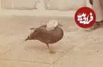 عکس| سفر زمان؛ اردکی که عاشق خواجۀ حرمسرای ناصرالدین شاه شده بود؛ 135 سال قبل