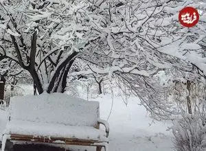 ببینید| کارزار ذخیره برف در افغانستان خبرساز شد