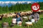 ببینید| غذای روستایی در آذربایجان؛ تهیه پنیر سنتی با شیر تازه گوسفند در طبیعت