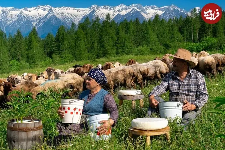 ببینید| غذای روستایی در آذربایجان؛ تهیه پنیر سنتی با شیر تازه گوسفند در طبیعت
