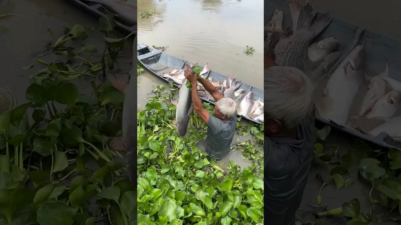(ویدئو) مهارت این پیرمرد در ماهیگیری با دست شما را شگفت زده می کند!