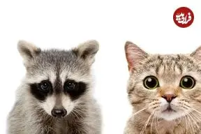 ببینید| درگیری گربه خانگی و راکون پس از ورود غیرمنتظره