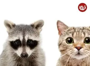 ببینید| درگیری گربه خانگی و راکون پس از ورود غیرمنتظره