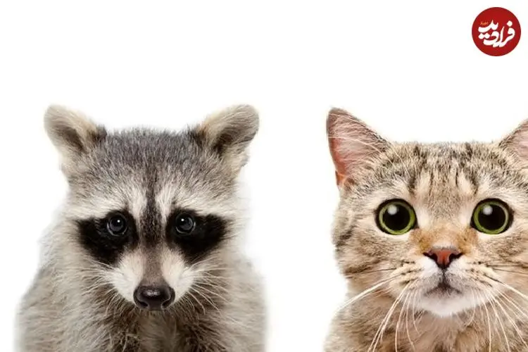 ببینید| درگیری گربه خانگی و راکون پس از ورود غیرمنتظره