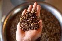 هندی‌هایی که به شکار سوسک می‌روند؛ «ما صد سال است که این سوسک‌ها را می‌خوریم»