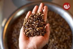 هندی‌هایی که به شکار سوسک می‌روند؛ «ما صد سال است که این سوسک‌ها را می‌خوریم»