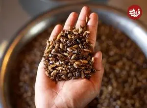 هندی‌هایی که به شکار سوسک می‌روند؛ «ما صد سال است که این سوسک‌ها را می‌خوریم»