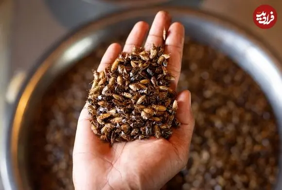 هندی‌هایی که به شکار سوسک می‌روند؛ «ما صد سال است که این سوسک‌ها را می‌خوریم»