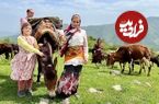 ببینید؛ غذای روستایی در ایران؛ بردن گاوها به چراگاه و پخت املت