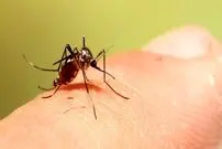 (ویدیو) مکانیزم وحشتناک نیش زدن پشه و مکیدن خون انسان!