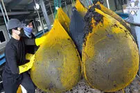 (ویدئو) مراحل تماشایی برداشت، فرآوری و بسته بندی جلبک دریایی در کره