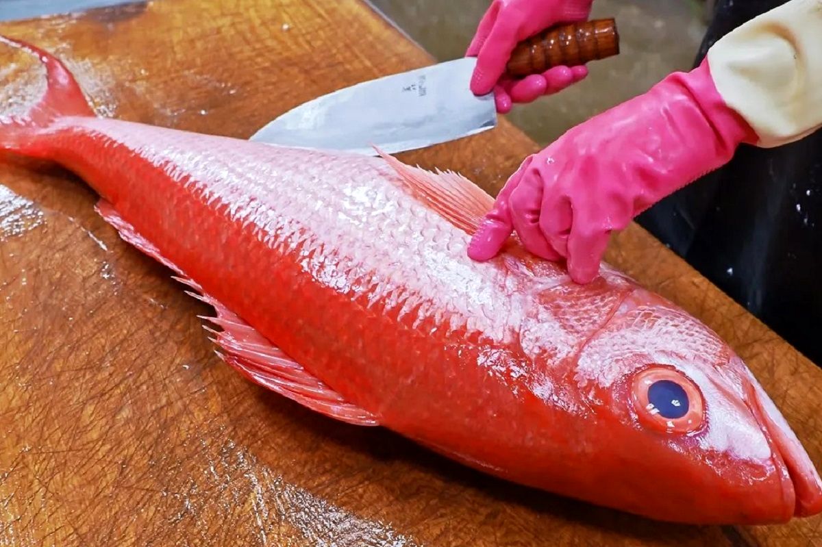 (ویدئو) ماهی های قرمز غول پیکر را با این مهارت خارق العاده برش می زنند