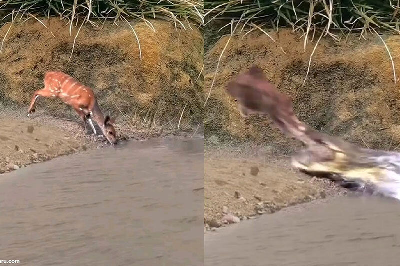(ویدیو) فرار برق آسای یک آهو از حمله تمساح
