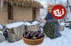 ببینید| غذای روستایی در ایران؛ پخت کشک بادمجان سنتی در هوای برفی