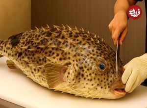 ببینید؛ غذای خیابانی در ویتنام؛ مهارت در برش زدن ماهی بادکنکی سمی و تهیه غذا با آن