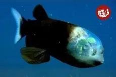 ببینید| ماهی کله بشکه ای؛ یک ماهی عجیب با سری شفاف و شبیه به موجوادت فرازمینی!