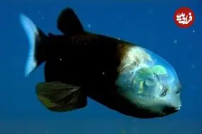 ببینید| ماهی کله بشکه ای؛ یک ماهی عجیب با سری شفاف و شبیه به موجوادت فرازمینی!