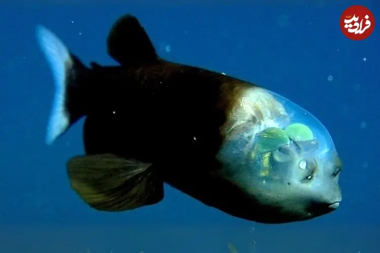 ببینید| ماهی کله بشکه ای؛ یک ماهی عجیب با سری شفاف و شبیه به موجوادت فرازمینی!