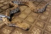 (عکس) این خانه‌ را مارها تسخیر کردند