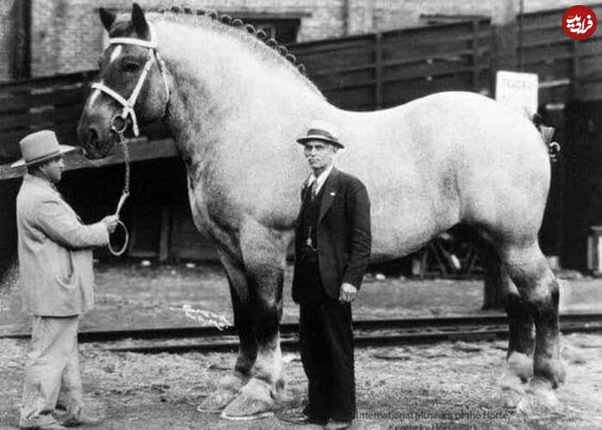 (عکس) عجیب ترین اسب دنیا ، سنگین تر از یک ماشین!
