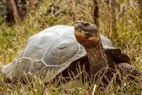 لاک‌پشت غول‌پیکر فلوریانا پس از ۲۰۰ سال به زیستگاه اصلی خود بازگشت