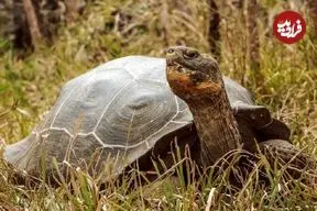 لاک‌پشت غول‌پیکر فلوریانا پس از ۲۰۰ سال به زیستگاه اصلی خود بازگشت