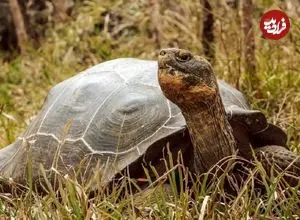 لاک‌پشت غول‌پیکر فلوریانا پس از ۲۰۰ سال به زیستگاه اصلی خود بازگشت