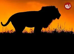 ببینید| لحظه خرد شدن غرور شیر جوان در برابر لاشخورها