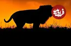 ببینید| لحظه خرد شدن غرور شیر جوان در برابر لاشخورها