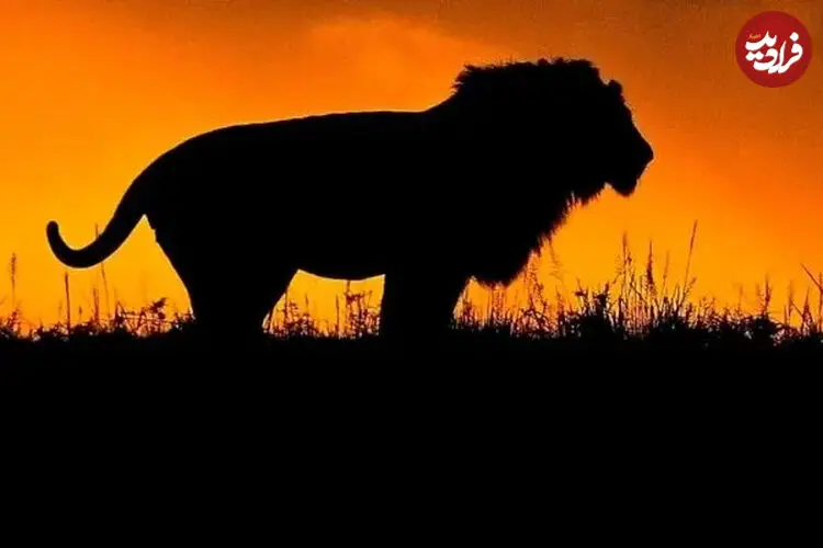 ببینید| لحظه خرد شدن غرور شیر جوان در برابر لاشخورها