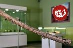 «فلوت» ۸ هزار سالۀ ایرانی که در شاهرود کشف شد