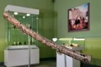 «فلوت» ۸ هزار سالۀ ایرانی که در شاهرود کشف شد
