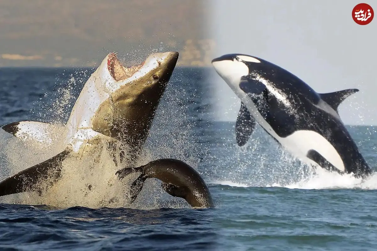 ببینید؛ شکار لحظه‌ای باورنکردنی؛ نمایش خیره‌کننده نهنگ سفید کمیاب