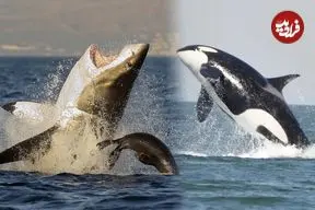 ببینید؛ شکار لحظه‌ای باورنکردنی؛ نمایش خیره‌کننده نهنگ سفید کمیاب