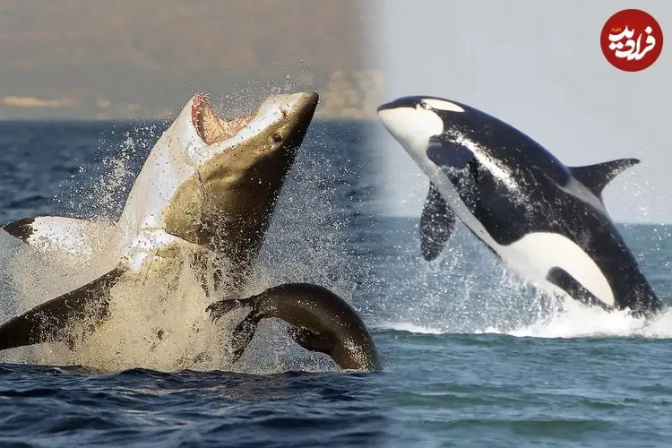 ببینید؛ شکار لحظه‌ای باورنکردنی؛ نمایش خیره‌کننده نهنگ سفید کمیاب