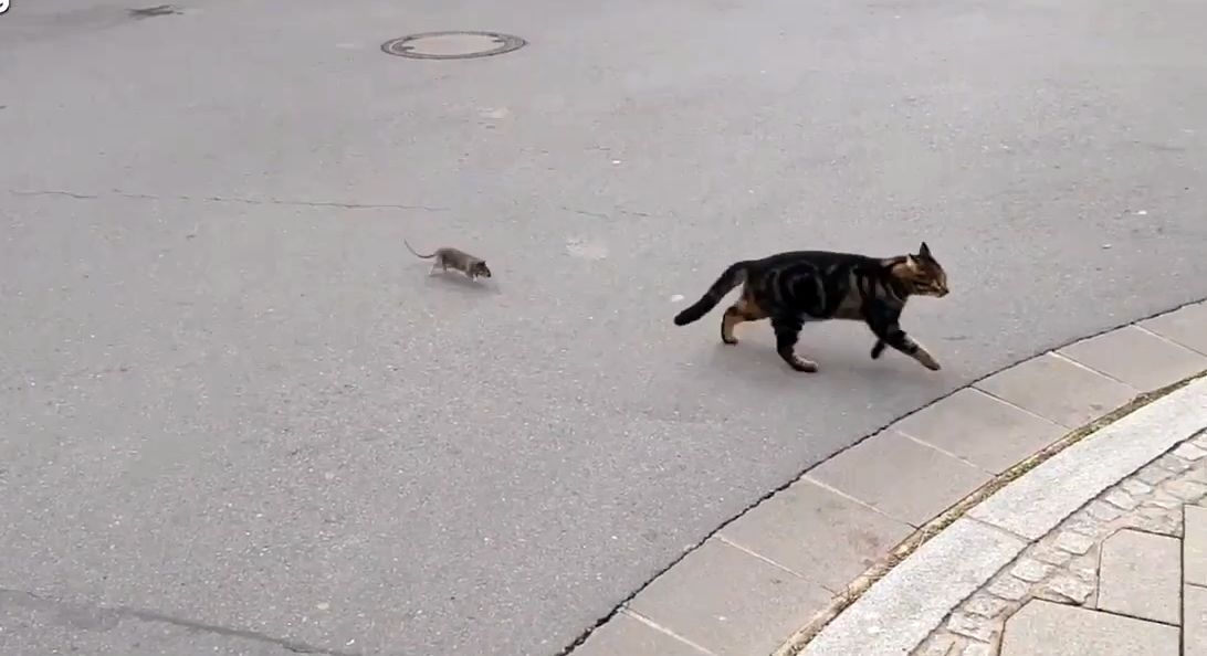 ( ویدیو) موشی که به جای فرار گربه‌ها را تعقیب می‌کند!