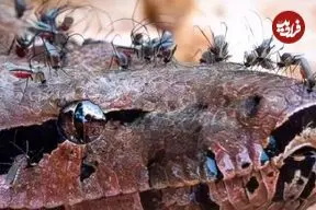 ببینید| مار بوآ، طعمه آسان پشه‌های خون‌خوار