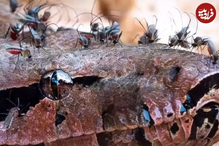 ببینید| مار بوآ، طعمه آسان پشه‌های خون‌خوار