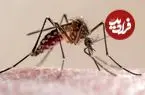 رهاسازی ۳۲ میلیون پشه برای مقابله با یک ویروس!